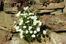 Mauer im Sommer des 1. Jahres