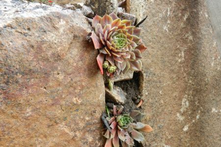 Spalte bepflanzt mit Sempervivum