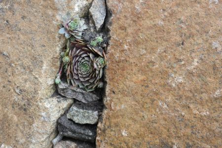 Spalte bepflanzt mit Sempervivum
