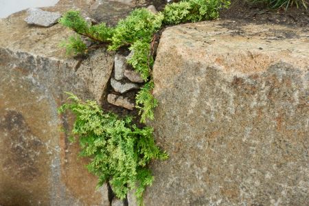 breite Spalte bepflanzt mit Juniperus