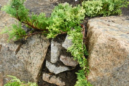 breite Spalte bepflanzt mit Juniperus
