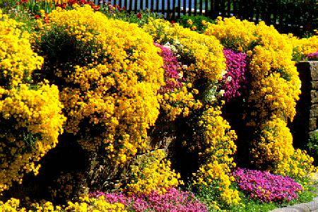 blühende Mauer: Alyssum saxatile compactum und Phlox subulata Rosea