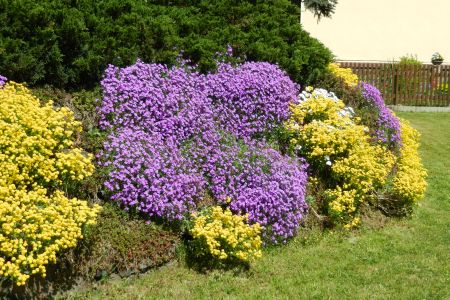 blühende Mauer: Aubrieta Cascade und Alyssum saxatile compactum